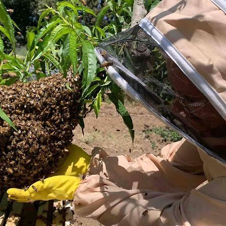 Agriturismo Il Sorbino - Appartamento Da Cocca Pian d'Alma Dış mekan fotoğraf