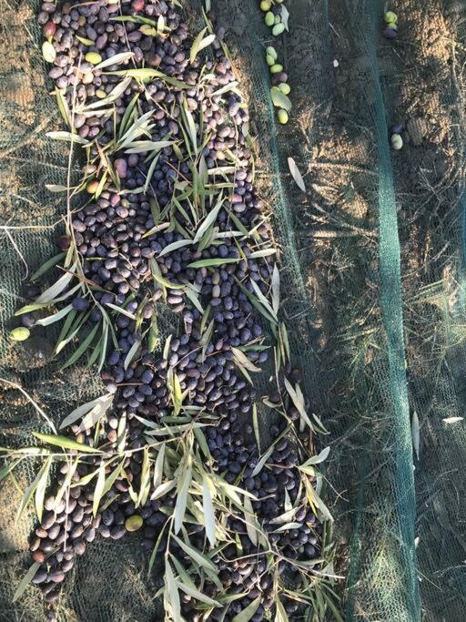 Agriturismo Il Sorbino - Appartamento Da Cocca Pian d'Alma Dış mekan fotoğraf