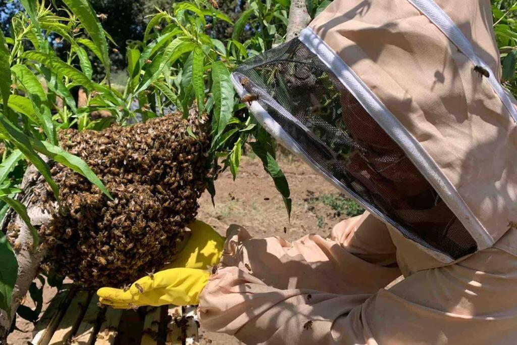 Agriturismo Il Sorbino - Appartamento Da Cocca Pian d'Alma Dış mekan fotoğraf