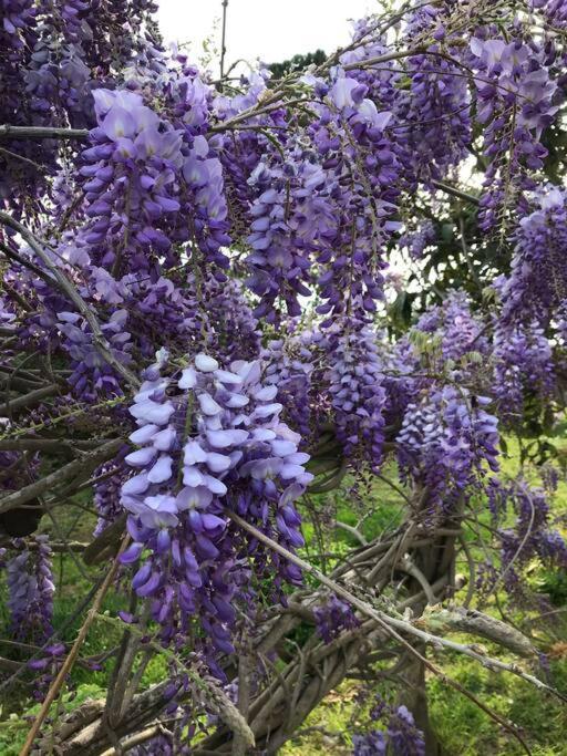 Agriturismo Il Sorbino - Appartamento Da Cocca Pian d'Alma Dış mekan fotoğraf