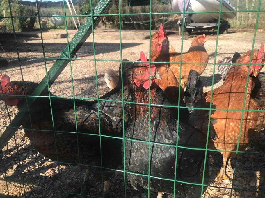 Agriturismo Il Sorbino - Appartamento Da Cocca Pian d'Alma Dış mekan fotoğraf