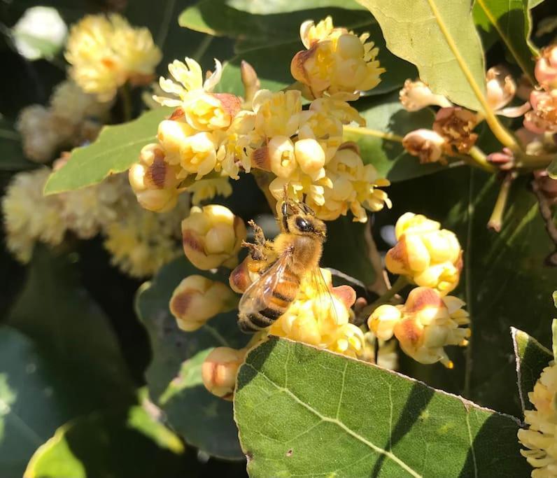 Agriturismo Il Sorbino - Appartamento Da Cocca Pian d'Alma Dış mekan fotoğraf