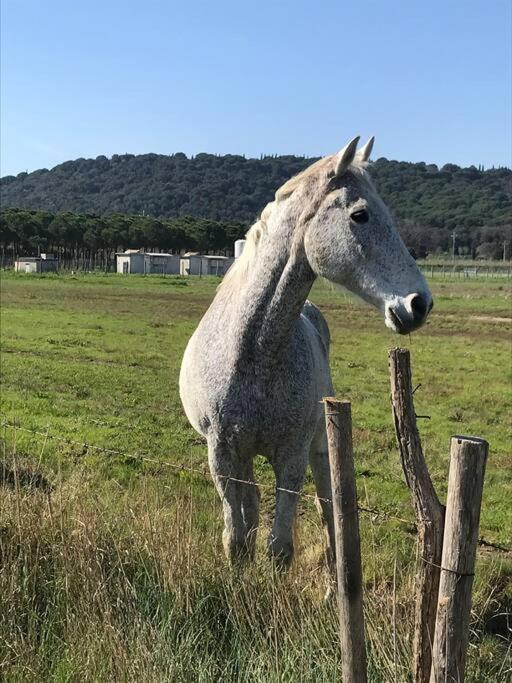 Agriturismo Il Sorbino - Appartamento Da Cocca Pian d'Alma Dış mekan fotoğraf